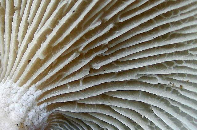 Panellus stipticus var. albidotomentosus  ?